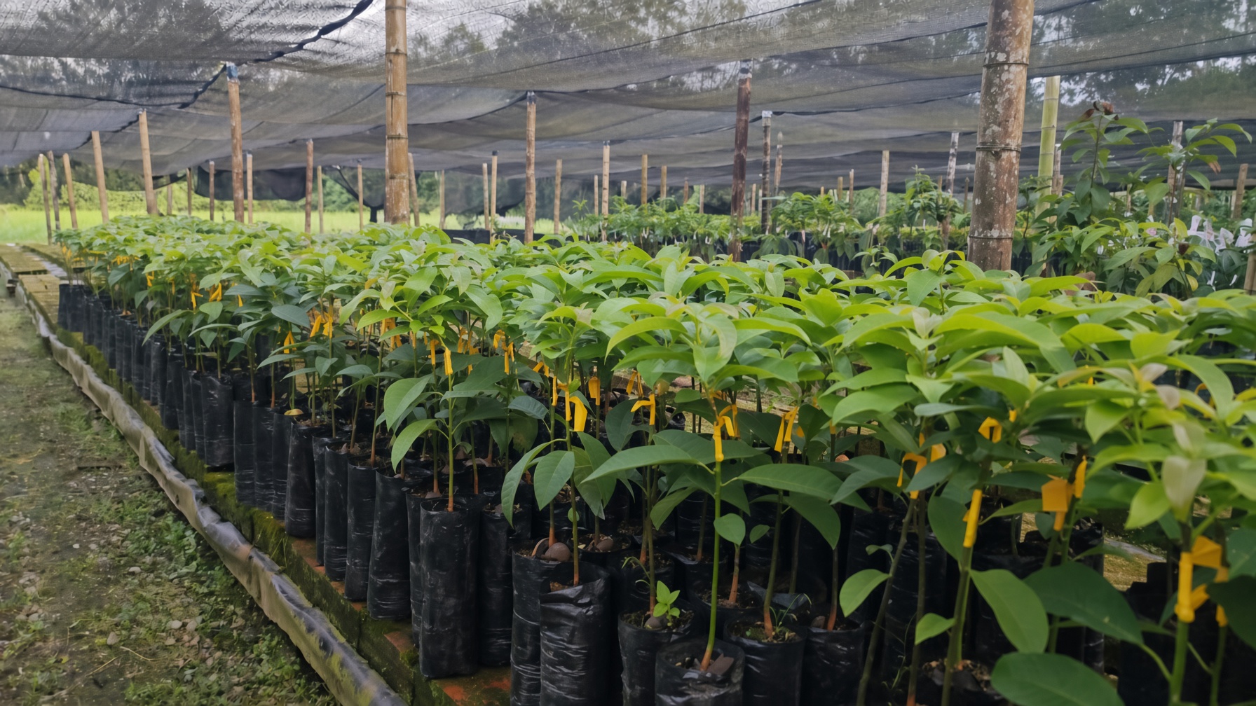 Rows of nursery plants under shade cloth
